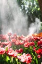 Water drops , red tulips in the spring garden Royalty Free Stock Photo