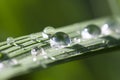 Water drops on the rice leaf Royalty Free Stock Photo