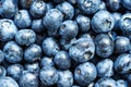 Water drops on ripe sweet blueberry. Fresh blueberries background with copy space for your text. Vegan and vegetarian concept.