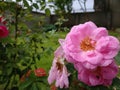 Water drops on rose