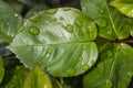 Water drops on rose leaf Royalty Free Stock Photo