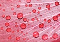 Water drops on rose petal