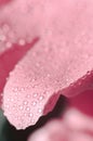 Water drops on rose petals. Pink flower abstract floral background. Macro photo of a drop on a petal