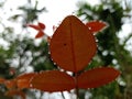 Water drops on rose plant leaf monsoon morning click with bokeh background Royalty Free Stock Photo