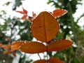 Water drops on rose plant leaf monsoon morning click with bokeh background Royalty Free Stock Photo