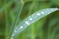 Water drops on shender meadow foxtail closeup view