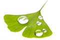 Water drops on single ginko leaf ginko bilboa Royalty Free Stock Photo