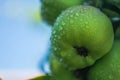 Water drops on small green apple Royalty Free Stock Photo