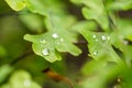 Water drops on the small green leaves. Fresh and health plant, nature. Royalty Free Stock Photo