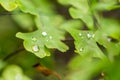 Water drops on the small green leaves. Fresh and health plant, nature. Royalty Free Stock Photo