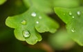 Water drops on the small green leaves. Fresh and health plant, nature. Royalty Free Stock Photo