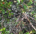 Water drops on a spider web Royalty Free Stock Photo