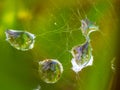 Water drops in a spider web and blurry green background Royalty Free Stock Photo