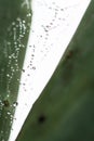 Water Drops on Spider Web Royalty Free Stock Photo