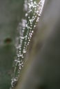 Water Drops on Spider Web Royalty Free Stock Photo