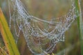 water drops Spider Web Covered with Sparkling Dew Drops.Spider web covered with frost rice field Royalty Free Stock Photo