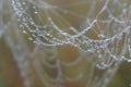 water drops Spider Web Covered with Sparkling Dew Drops.Spider web covered with frost rice field Royalty Free Stock Photo