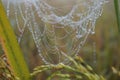 water drops Spider Web Covered with Sparkling Dew Drops.Spider web covered with frost rice field Royalty Free Stock Photo