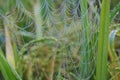 water drops Spider Web Covered with Sparkling Dew Drops. Spider web covered with frost rice field Royalty Free Stock Photo