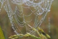 water drops Spider Web Covered with Sparkling Dew Drops.Spider web covered with frost rice field Royalty Free Stock Photo