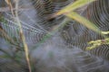 water drops Spider Web Covered with Sparkling Dew Drops.Spider web covered with frost rice field Royalty Free Stock Photo