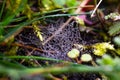 Water drops on spider web in the grass. Morning dew. Royalty Free Stock Photo