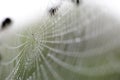 Water drops on spider web needles extreme macro crop Royalty Free Stock Photo