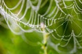 Water drops on spider web needles extreme macro crop Royalty Free Stock Photo