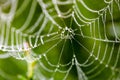 Water drops on spider web needles extreme macro crop Royalty Free Stock Photo