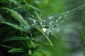 water drops on spider web Royalty Free Stock Photo