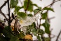 Water drops on spiderweb on green bush after the rain Royalty Free Stock Photo