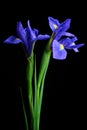 Water drops on spring iris flower.