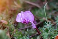 Water drops of spring rain fall on beautiful wild purple violets and green leaves. Flowers in the rain. Cyclamen sp Royalty Free Stock Photo