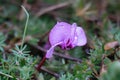 Water drops of spring rain fall on beautiful wild purple violets and green leaves. Flowers in the rain. Cyclamen sp Royalty Free Stock Photo