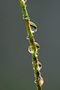The water drops stuck to the green plant stems Royalty Free Stock Photo