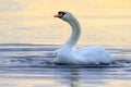 Water drops swan Royalty Free Stock Photo