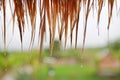 Water drops on thatched roof. Roof made of dried leaves of the cogon grass In the countryside Royalty Free Stock Photo