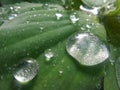 Water drops on Tiny hairs on water lectuce green leavez