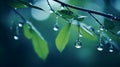 Water Drops On Tree Branches Wallpaper Royalty Free Stock Photo