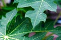 Water drops on tropical fresh green leaf Royalty Free Stock Photo