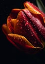 Water drops on tulip on dark background, AI Generated