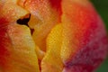 water drops on tulip. water drops on tulip petal close-up background Royalty Free Stock Photo