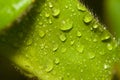 Water drops on a velvety leaf