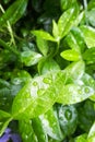 Water drops on vinca minor leaf. Closeup gardening concept. Wet plant Royalty Free Stock Photo