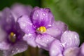 Water drops on violet petals, close-up, selective focus.