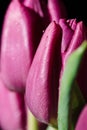 Water drops on a wet purple tulip petal flower on a black background Royalty Free Stock Photo