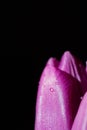 Water drops on a wet purple tulip petal flower on a black background Royalty Free Stock Photo