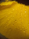 Water drops on wet yellow flower petal. Abstract nature wallpaper