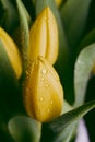 Water drops on a wet yellow tulip flower Royalty Free Stock Photo