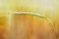 Water drops on wheat ear close-up macro. Wheat ear in droplets of dew in nature on a soft blurry yellow background Royalty Free Stock Photo